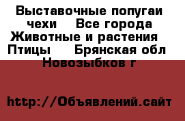 Выставочные попугаи чехи  - Все города Животные и растения » Птицы   . Брянская обл.,Новозыбков г.